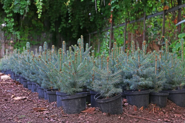 Plantas de abeto — Fotografia de Stock