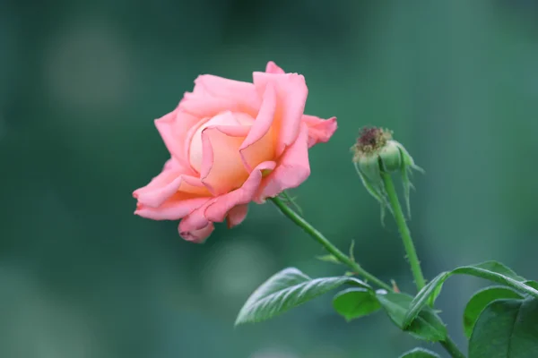 Close up view of beautiful rose on blurred background — Stock Photo, Image