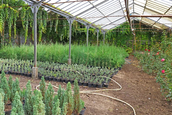 Greenhouse with plenty of beautiful plants — Stock Photo, Image