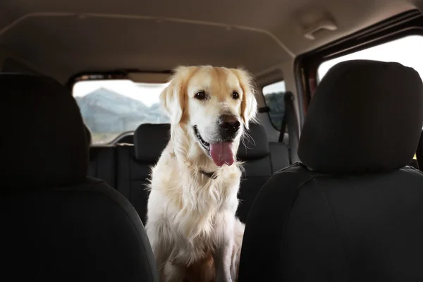 Bonito cão Labrador no carro — Fotografia de Stock