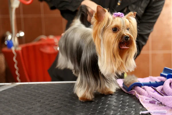 Hundefriseur pflegt Hund im Salon — Stockfoto