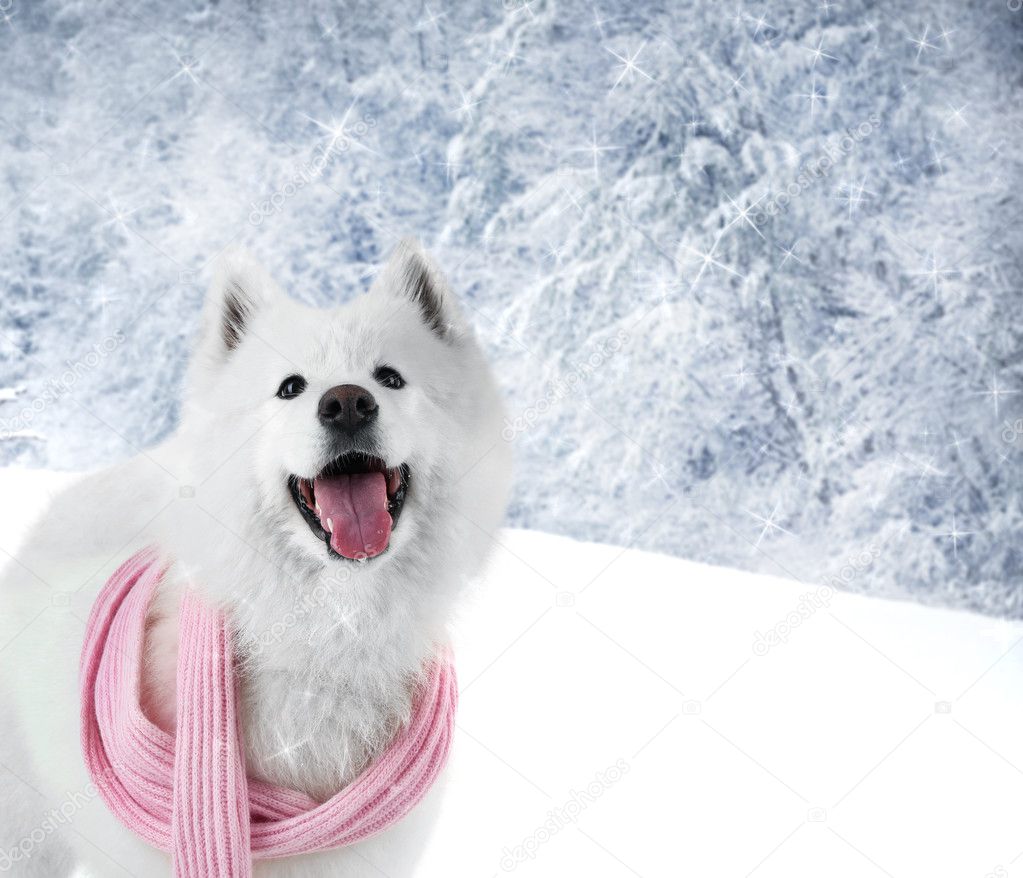 Samoyed dog wearing pink scarf — Stock Photo © belchonock #126322980