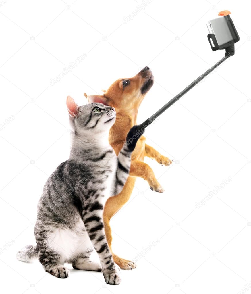 Um Jogo De Gatos Engraçados Imagem de Stock - Imagem de filhote, tubérculo:  14674357