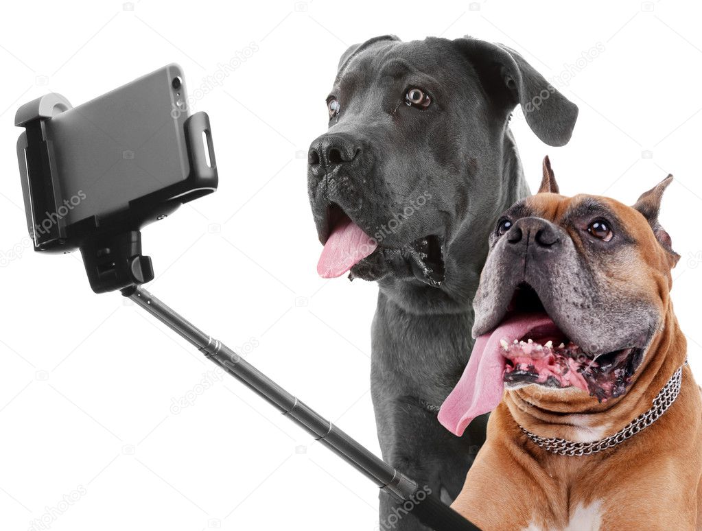 Funny dogs taking selfie on white background.