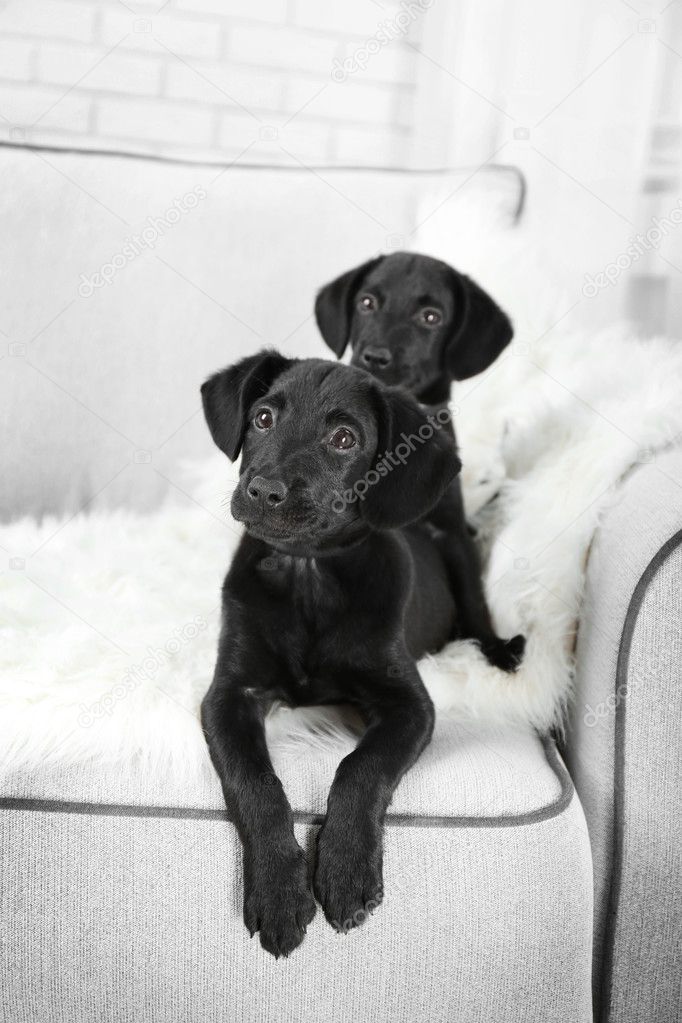 Funny Labrador puppies on couch