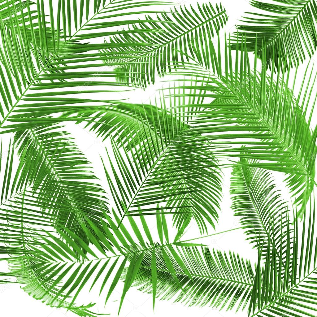 Green leaves of palm tree (Howea) on white background