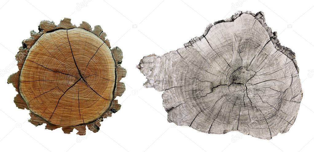 Cross section of tree trunk  isolated on white