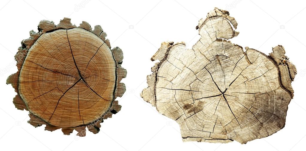 Cross section of tree trunk  isolated on white