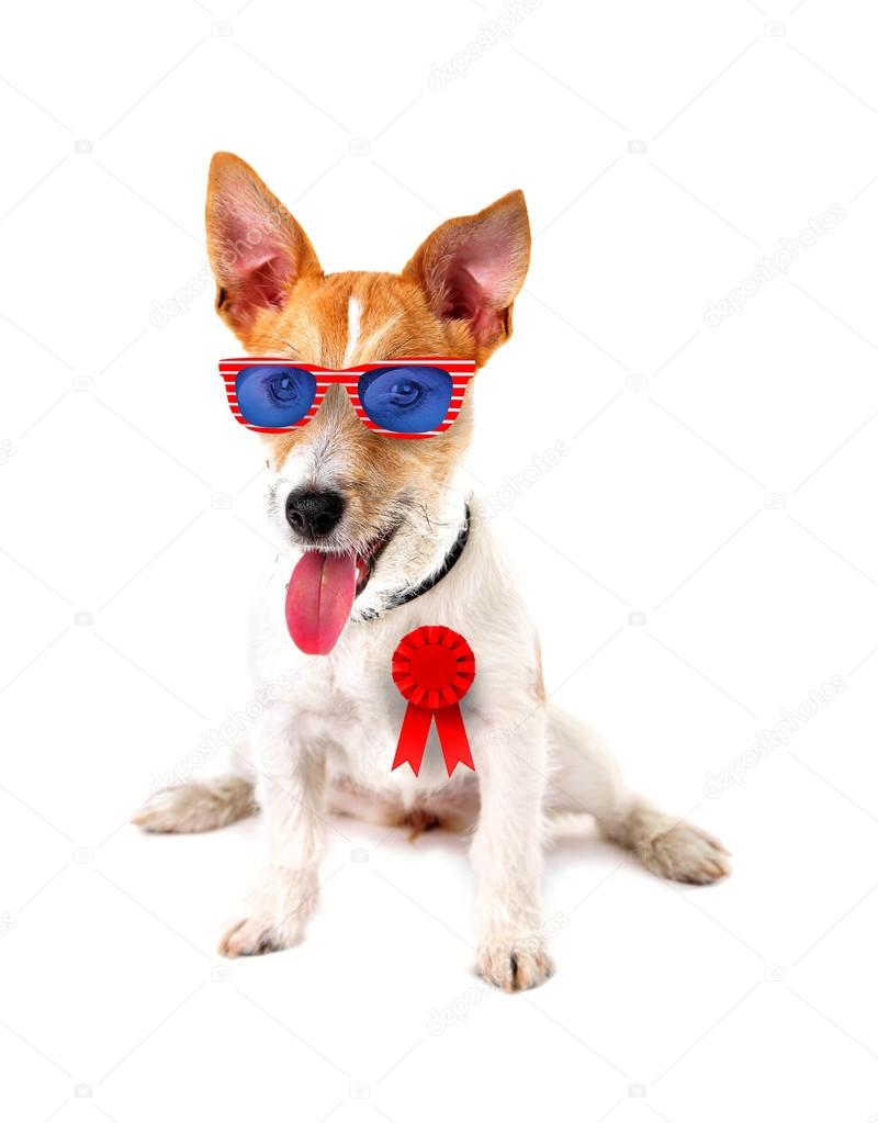 Cute dog with sunglasses and award ribbon on white background. USA holiday concept.