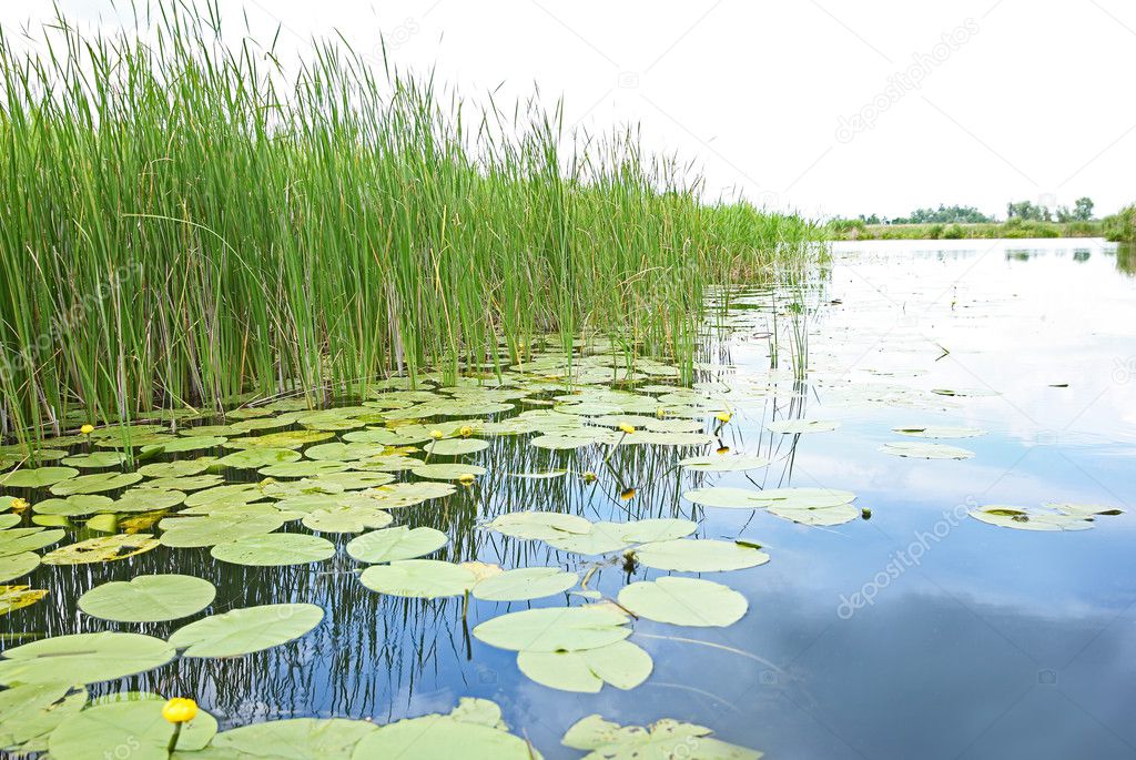 Beautiful river landscape with waterlilies on water