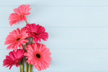 pembe gerbera çiçekleri
