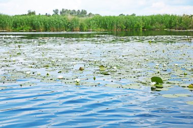 Güzel nehir manzarası 