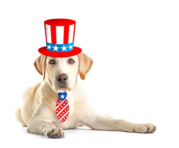 Schattige hond met Uncle Sam hoed en stropdas op witte achtergrond. Concept van de vakantie USA. — Stockfoto