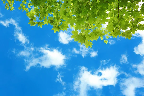 Tree branches with green leaves on sky background — Stock Photo, Image