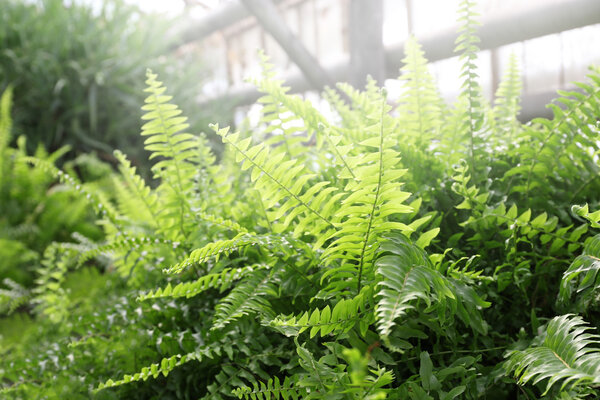 Close up view of ferns in greenhouse