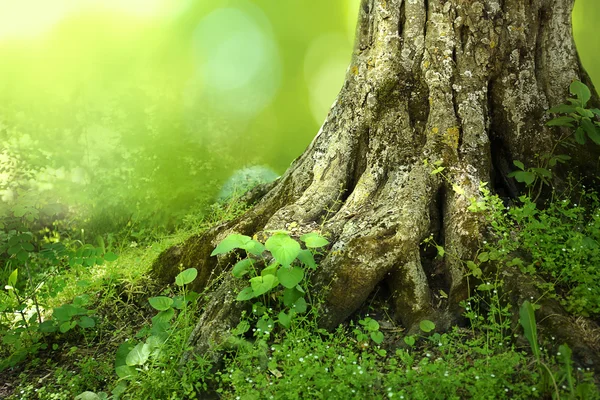 Большие корни деревьев в зеленом лесу — стоковое фото