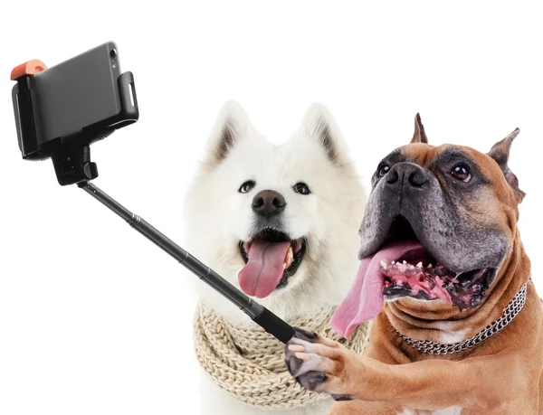 Cani divertenti scattare selfie — Foto Stock