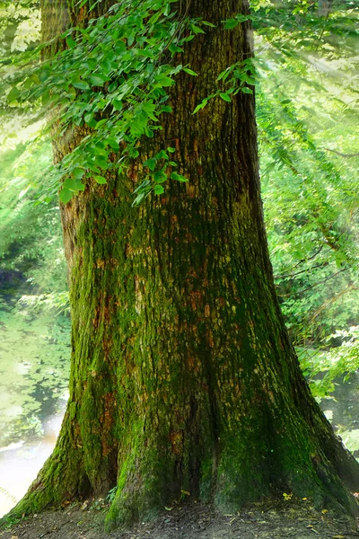 Boomstam in het groene woud — Stockfoto