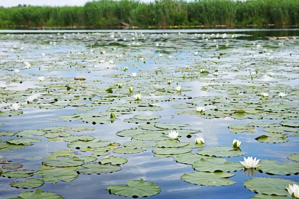 Hermoso paisaje fluvial — Foto de Stock