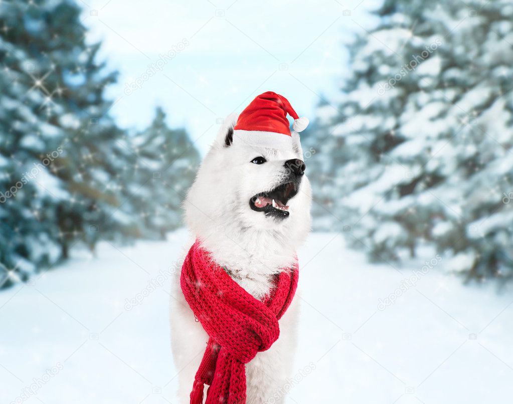 samoyed scarf