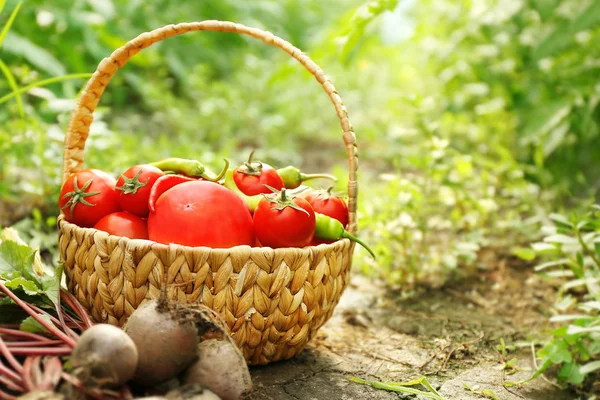 Remolacha recién recogida y tomates en una canasta sobre fondo natural —  Fotos de Stock