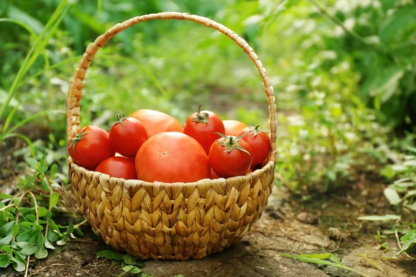 Świeżo zebranych pomidory w koszu na naturalne podłoże — Zdjęcie stockowe