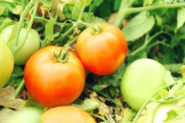 Los tomates naturales que crecen en la rama en el jardín — Foto de Stock