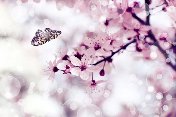 Prachtige vlinder vliegen in lentetuin op mooie bokeh achtergrond — Stockfoto
