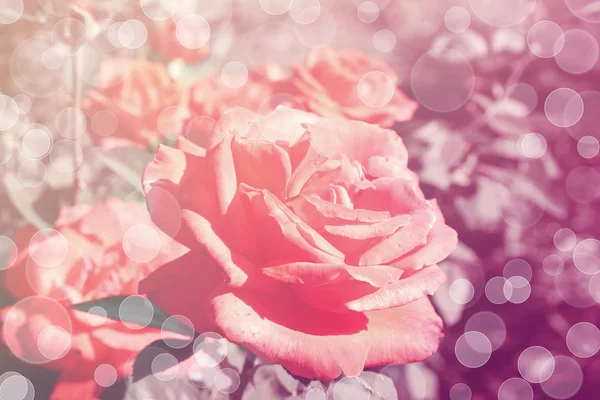 Schöne Rosenblüten auf schönem Bokeh-Hintergrund, mit Farbfilter — Stockfoto