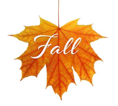 Word sonbaharda sarı yaprak beyaz arka plan üzerinde.