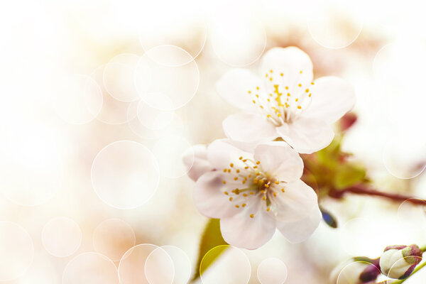 Blossoming tree on beautiful bokeh background, with color filter