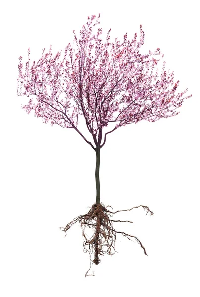 Blossoming pink tree with a root isolated on white — Stock Photo, Image