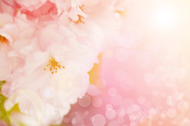 Güzel bokeh arka plan, renk filtresi ile çiçek açması sakura ağacı