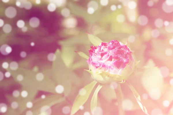 Hermosa flor sobre hermoso fondo bokeh, con filtro de color —  Fotos de Stock