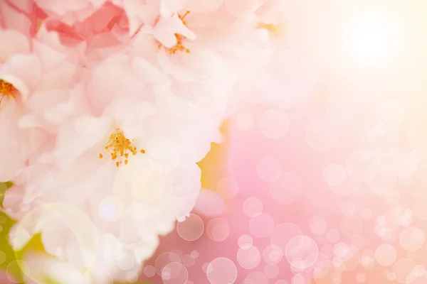 Árvore de sakura florescente no belo fundo de bokeh, com filtro de cor — Fotografia de Stock