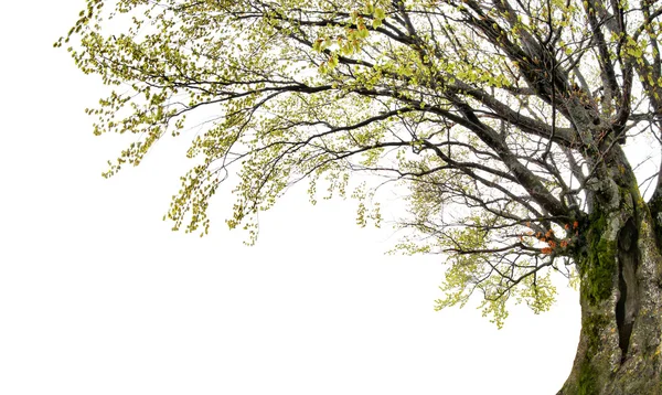 Magas fa elszigetelt fehér background — Stock Fotó