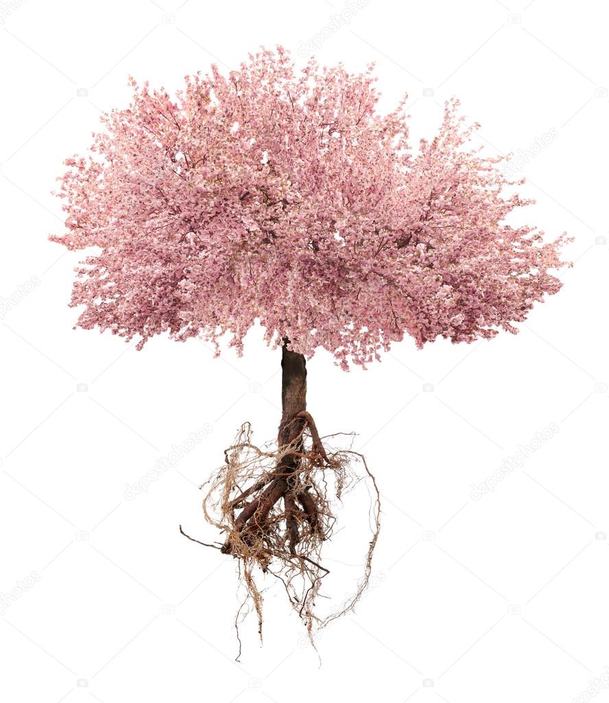 Blossoming pink sacura tree with a root isolated on white