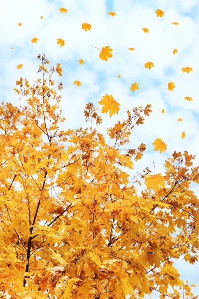 Hermoso follaje de otoño en el fondo del cielo . —  Fotos de Stock