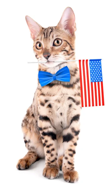 Niedliche Katze mit US-Flagge und Fliege auf weißem Hintergrund. US-Urlaubskonzept. — Stockfoto