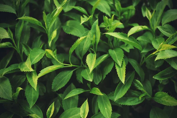 Fresh green leaves — Stock Photo, Image