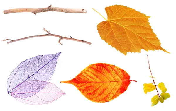Zestaw jesień liść na białym tle — Zdjęcie stockowe