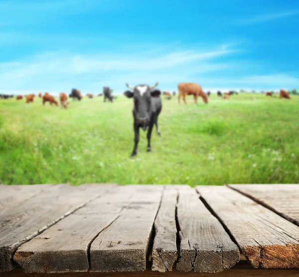 Wooden board and cows on the meadow — Stock Photo, Image