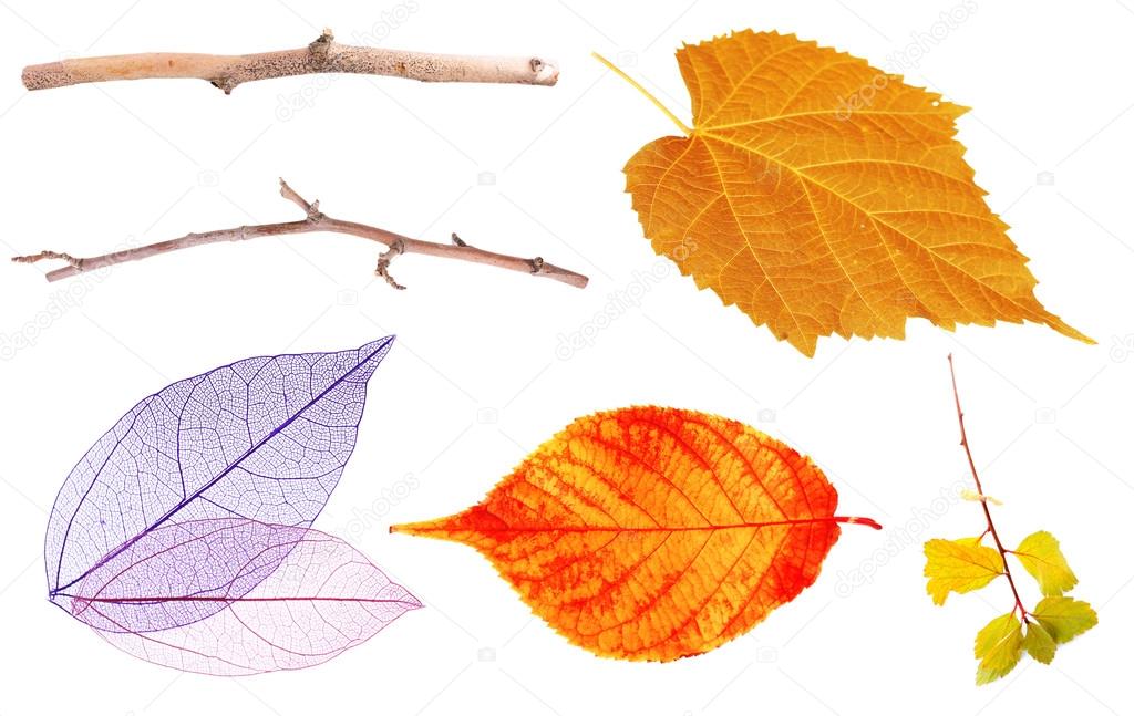 Set of autumn leaves isolated on white
