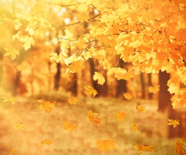 Güzel sonbahar yaprakları arka plan.