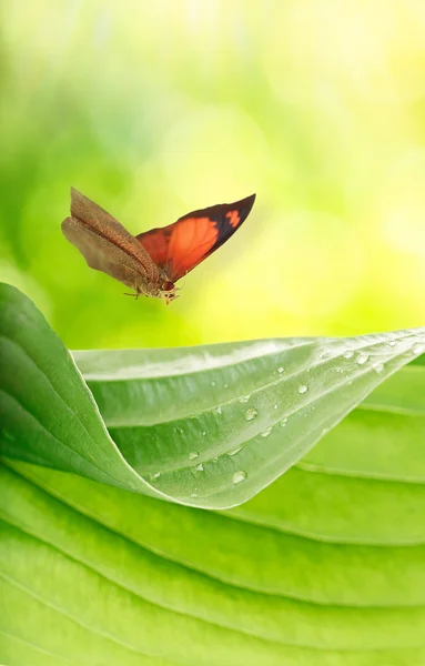 Prachtige vlinder en groene blad op onscherpe achtergrond — Stockfoto