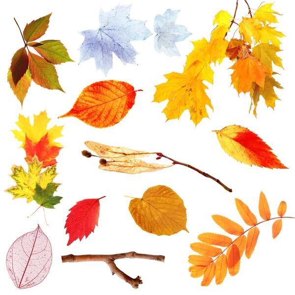 Set of autumn leaves isolated on white — Stock Photo, Image