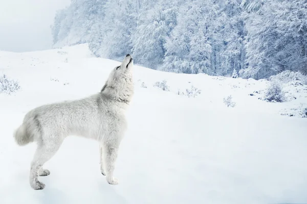 Flauschiger Samowar auf wunderschöner Winterlandschaft — Stockfoto
