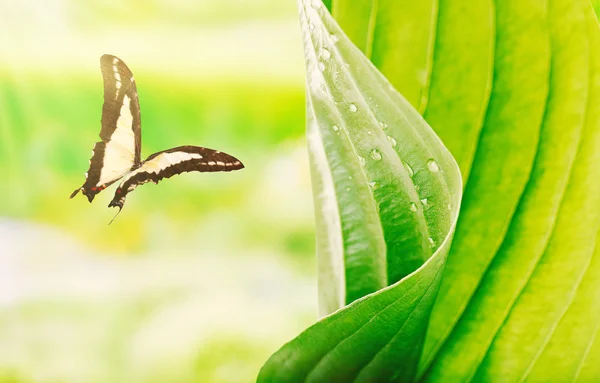 Hermosa mariposa y hoja verde sobre fondo borroso — Foto de Stock