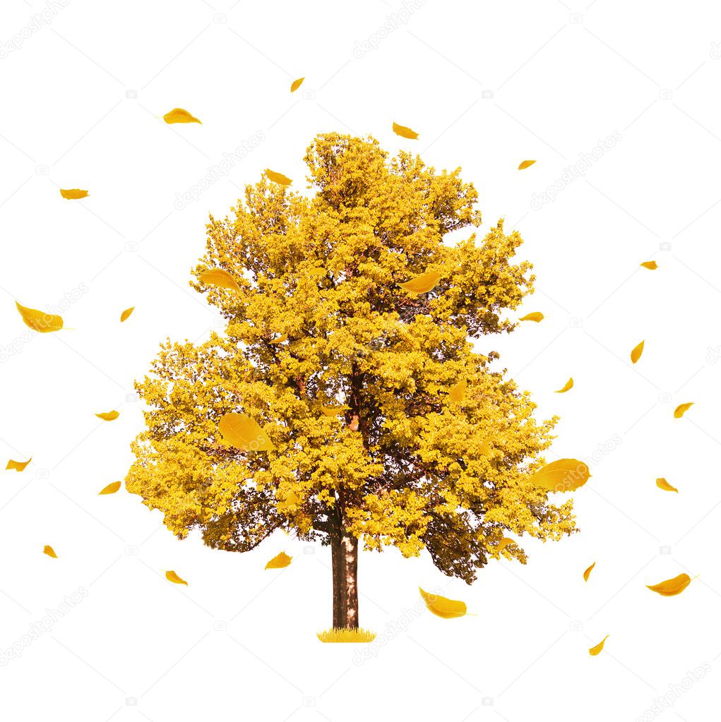 Big autumn tree and flying yellow leaves on white background