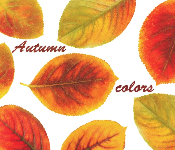 Text AUTUMN COLORS and yellow foliage on white background. — Stock Photo, Image